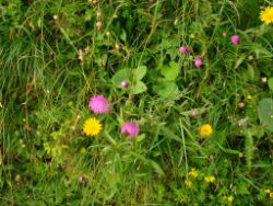 2013-07-20_Regina-F-Rau_Kochel-Rabenkopf (464).JPG